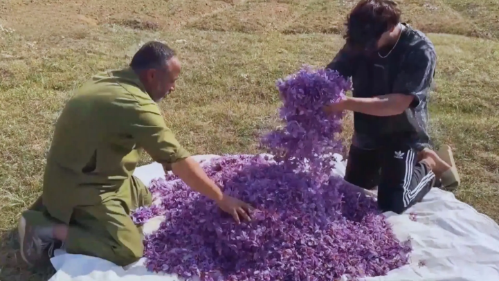 Mùa thu hoạch nghệ tây tại vùng Kashmir, Ấn Độ